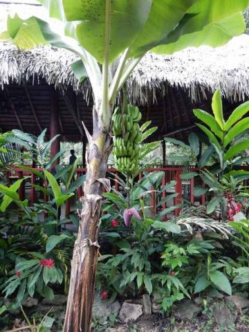 Bananen Pflanze