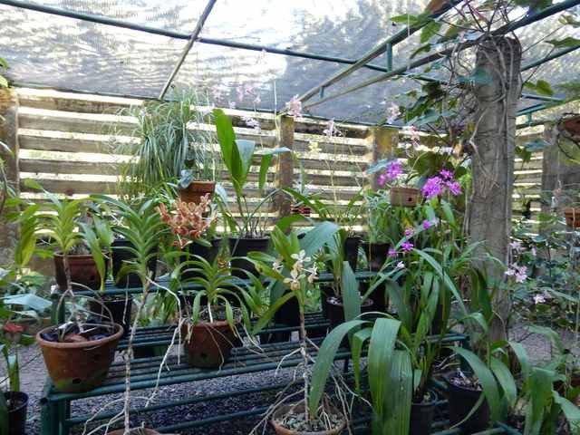 Las Terrazas Orchideengarten