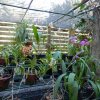 Las Terrazas Orchideengarten